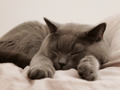 March 27, 2026: RRW Product Download Update