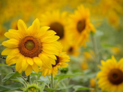 April 18, 2024: RRW Product Download Update