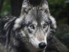 April 26, 2024: RRW Product Download Update