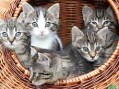 November 17: RRW Product Download Update