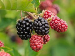 January 9, 2026: RRW Product Download Update