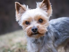 February 4, 2026: RRW Product Download Update