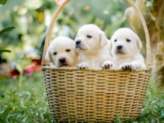 March 20, 2026: RRW Product Download Update